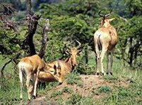 Обыкновенные бубалы Джексона (группа)