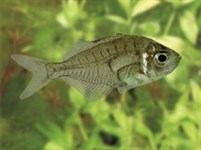 Окунь стеклянный