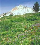 Орегон (Горные луга)