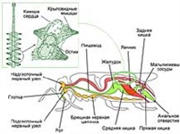 Открыточелюстные насекомые