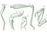 Открыточелюстные насекомые (конечности)