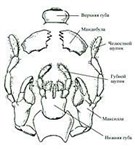 Открыточелюстные насекомые (строение ротового аппарата)