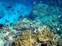 Папуа-Новая Гвинея (коралловые рифы)