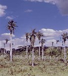 Парагвай (равнина Гран-Чако)