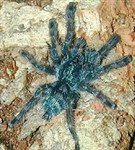 Пауки (Антильский розоволапый паук птицеед)