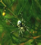 Пауки (Водяной паук)