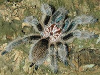 Пауки (Паук птицеед)