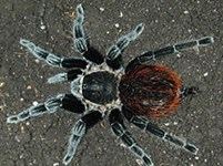 Пауки (Паук птицеед вида Brachypelma vagans)
