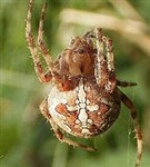 Пауки (Паук-крестовик)