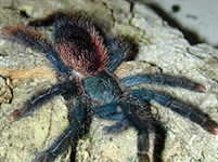 Пауки (Паук-птицеед вида авикулярии)