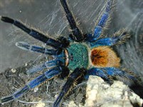 Пауки (Сине-зеленый мохнатый птицеед)