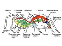 Пауки (внутреннее строение)