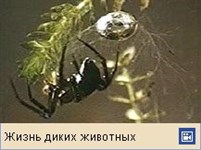 Пауки (серебрянка)