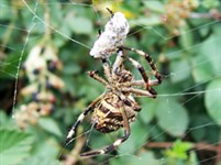 Паук (с жертвой)