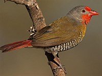 Пестрый астрильд (самец)