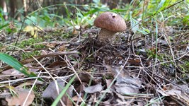 Подберезовик обыкновенный