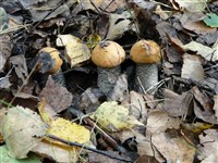 Подосиновик (семейка)