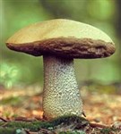 Подосиновик (фото)