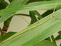 Привиденьевые (Палочник)