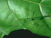 Привиденьевые (Phasmatodea 1)