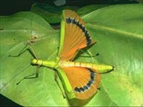 Привиденьевые (Phasmatodea 2)