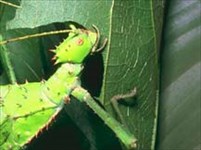 Привиденьевые (Phasmatodea 3)