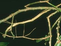 Привиденьевые (Phasmatodea 4)