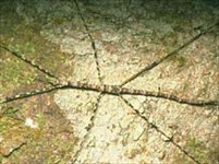 Привиденьевые. Палочник