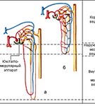 Различные варианты кровоснабжения нефронов почки
