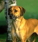 Риджбек Родезийский