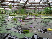 Российская академия наук (Ботанический сад)