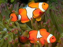 Рыбы-клоуны