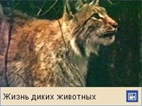 Рысь (видео)