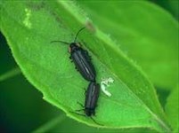 Светляки (Coleoptera)