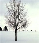 Сезон (зима)