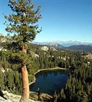 Секвойя (национальный парк)