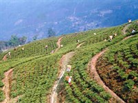 Сикким (чайная плантация)