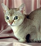 Сингапурская кошка