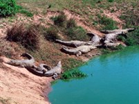 Сингапур (крокодилы)