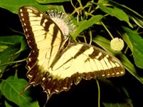 Сингапур (парк бабочек)