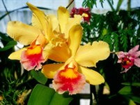 Сингапур (сад орхидей)