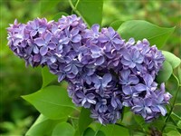 Сирень (Violetta Imperial Garden)