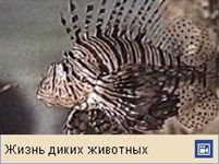 Скорпеновые (крылатки, видео)