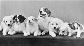 Собака Стрелка. Щенки. Февраль 1961 года