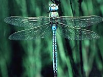 Стрекозы (Стрекоза дозорщик-император)