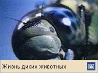 Стрекозы (коромысло)