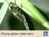 Стрекозы (личинка)