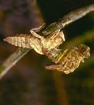 Стрекозы (метаморфоз)