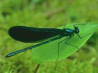 Стрекозы (Calopteryx virgo L.)