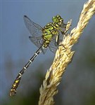 Стрекозы 2